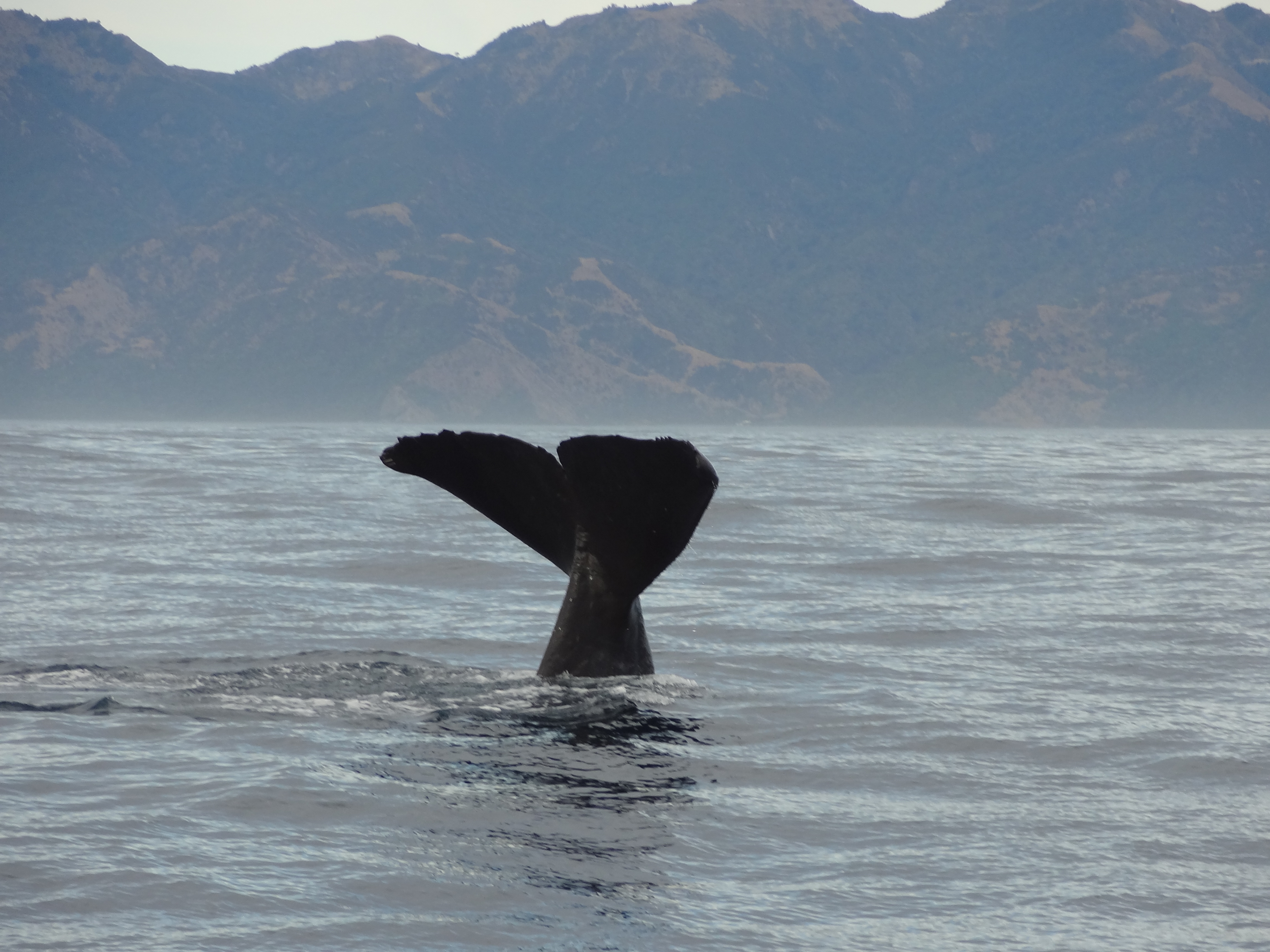 A whale off the coast of Kaikoura