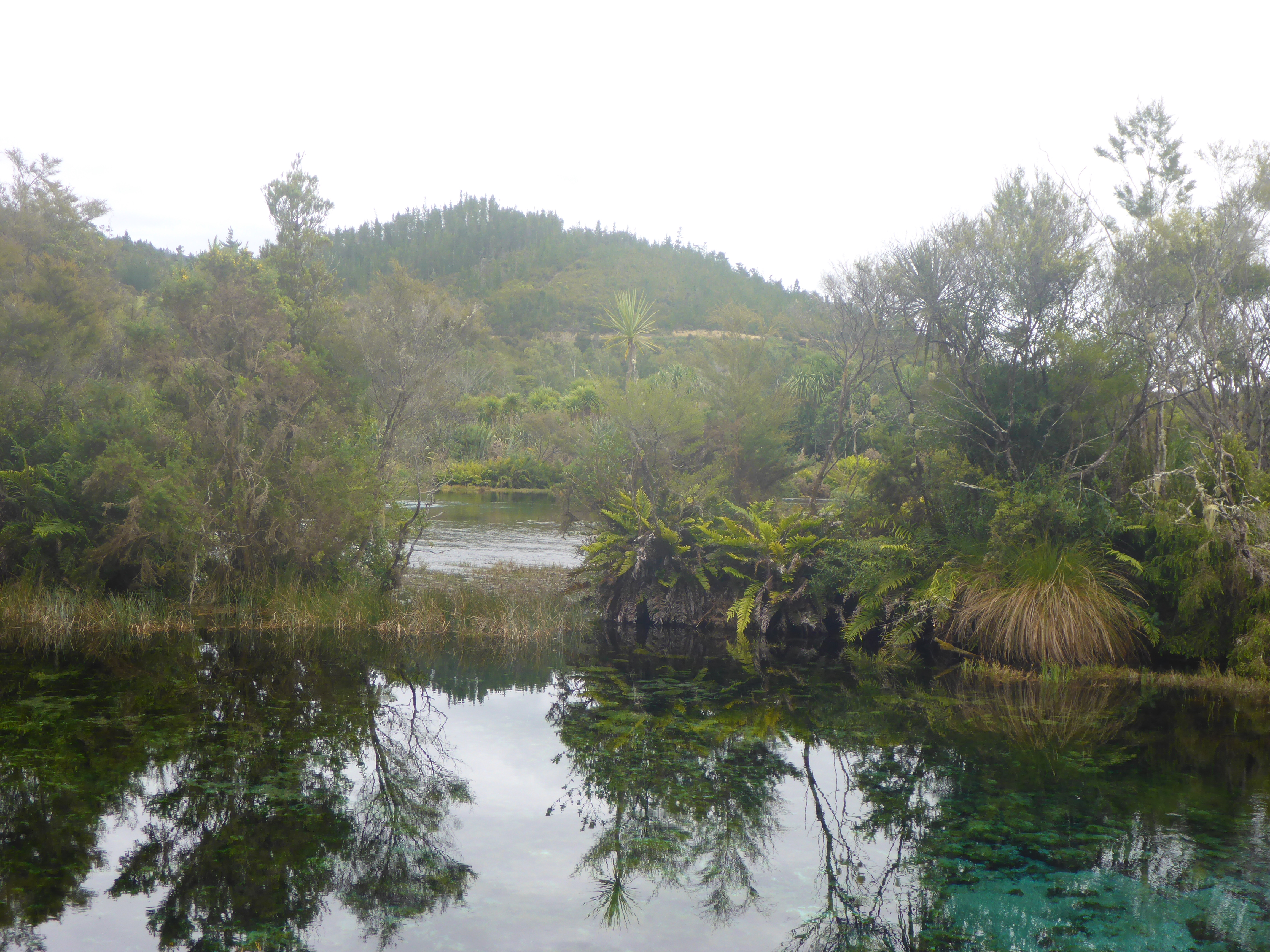 A scene at Waikoropupu Springs ;the water is said to be amongst the purest in the world