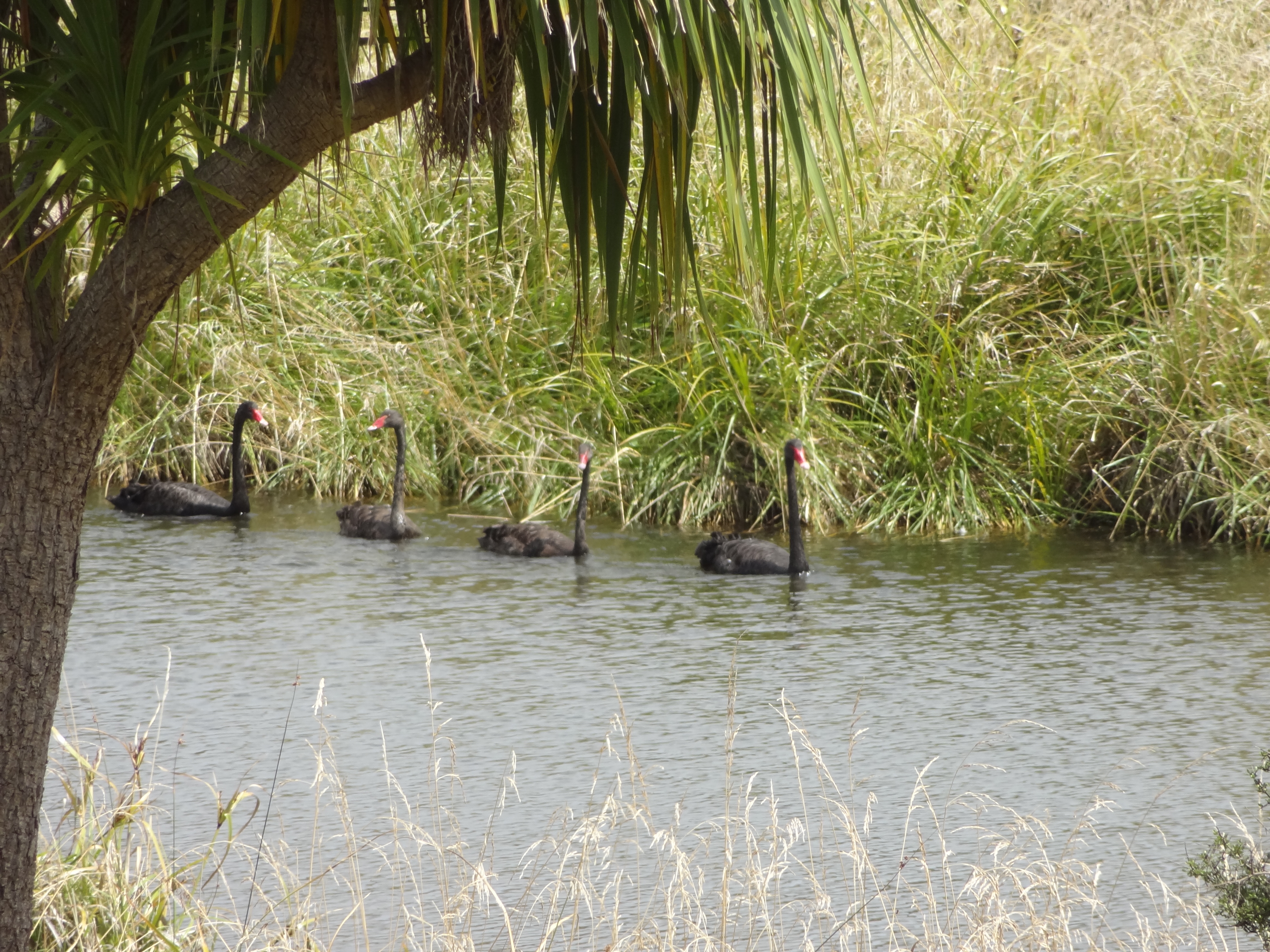 No experts on birdlife but even we could identify these as black swans....