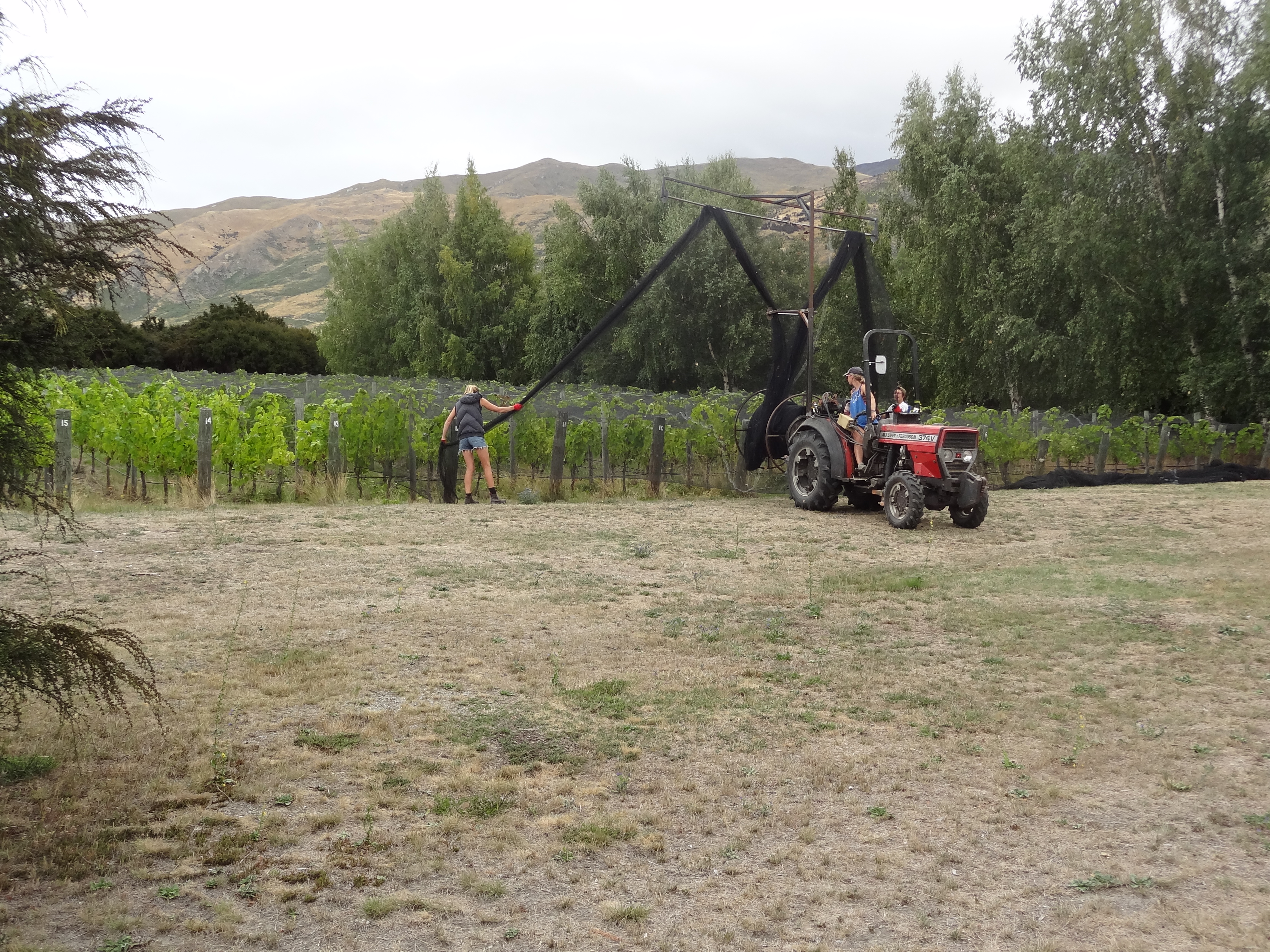 Netting the grapes.