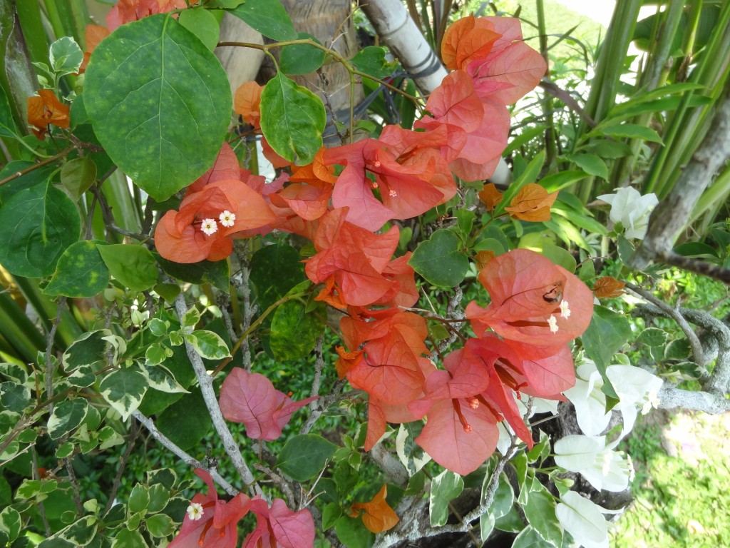2015-10-04 13.16.15