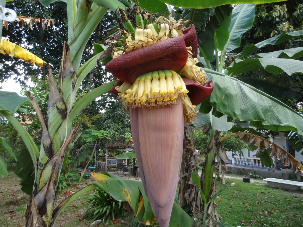 DSC01981