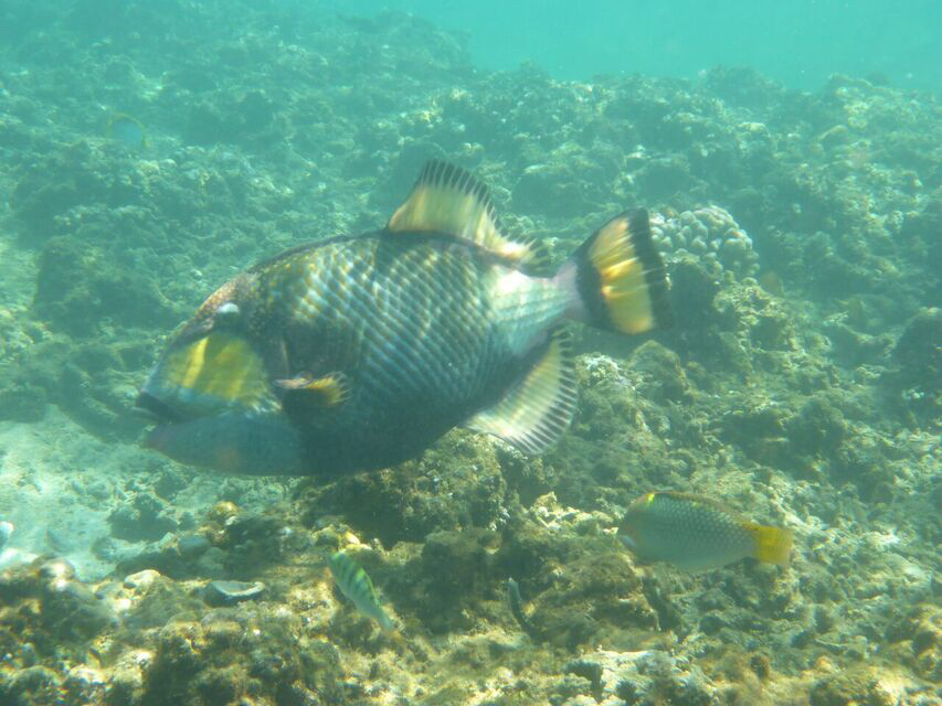 Image-78