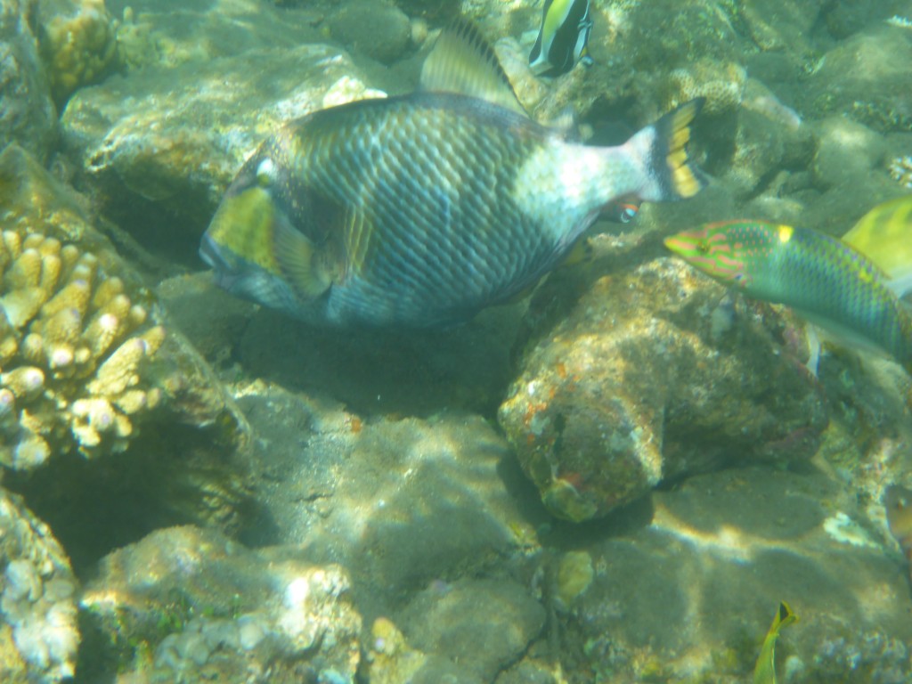 P1050474