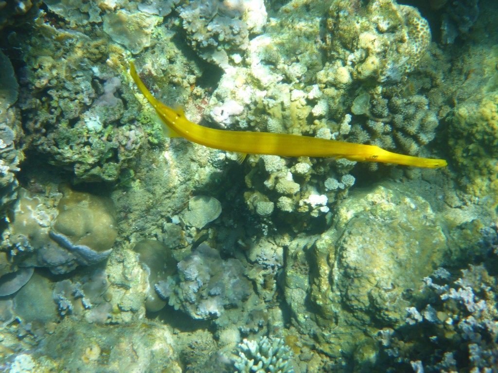 P1050497