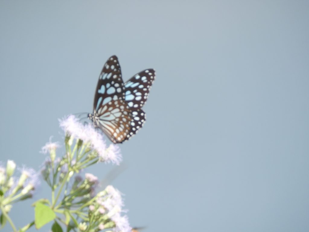 DSCN3502 (1)